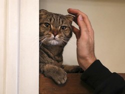 Penganiaya Kucing dengan Sapu hingga Mati di Bekasi Dituntut 5 Bulan Bui