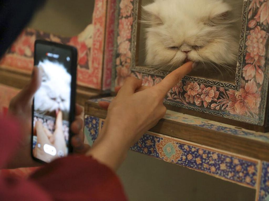 Mengapa Kucing Suka Menjilat? Ini Penjelasan Ilmiahnya Mengapa Kucing Suka Menjilat? Ini Penjelasan Ilmiahnya