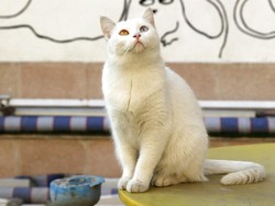 Ingin Teman Tidur? Penginapan Jepang Ini Punya Solusinya