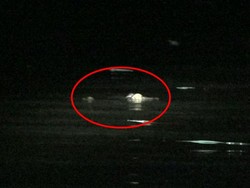 Ngeri! Buaya Muncul di Permukiman Bikin Warga Polman Resah