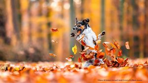 Karya Pemenang Comedy Pet Photography Awards Bikin Ngakak dan Gemas