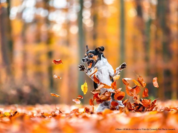 Karya Pemenang Comedy Pet Photography Awards Bikin Ngakak dan Gemas