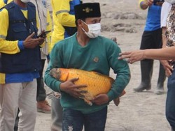 Ajaib! Ikan Mas Jumbo Ini Selamat dari Terjangan Erupsi Semeru