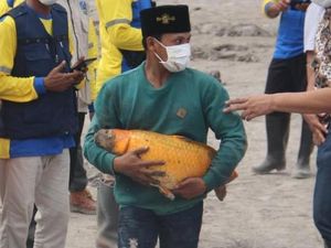 Ajaib! Ikan Mas Jumbo Ini Selamat dari Terjangan Erupsi Semeru Ajaib! Ikan Mas Jumbo Ini Selamat dari Terjangan Erupsi Semeru