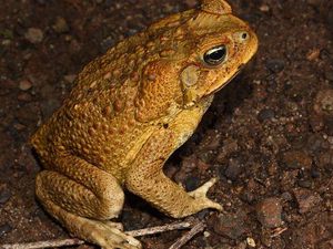 Teror Ratusan Ekor Kodok Beracun yang Mengancam Taiwan