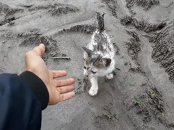Tak Hanya Manusia, Kucing di Semeru Juga Dapat Bantuan Makanan