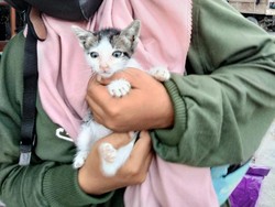 Warga Ini Kehilangan 17 Ekor Kucing Peliharaannya Saat Erupsi Semeru