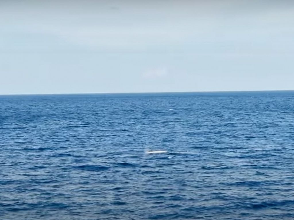 Penampakan Makhluk Langka di Laut, Kepulauan Selayar Hancur Digoyang Gempa NTT Penampakan Makhluk Langka di Laut, Kepulauan Selayar Hancur Digoyang Gempa NTT