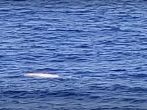 Potensi Tsunami Raksasa Selatan Jawa sampai ke DKI Jakarta-Penampakan Langka di Balik Foto Laut Biasa