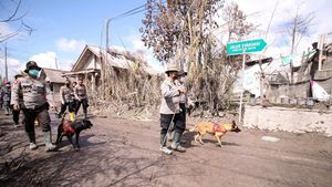 Anjing Pelacak Bantu Pencarian Korban Letusan Gunung Semeru