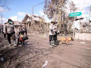 Anjing Pelacak Bantu Pencarian Korban Letusan Gunung Semeru