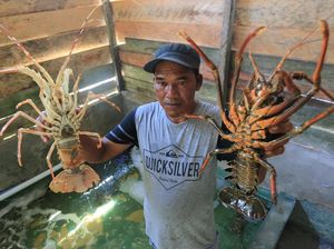 Permintaan Ekspor Lobster Meningkat Jelang Nataru