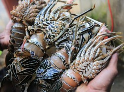 Nelayan Lebak Gugat Presiden ke PTUN, Minta Ekspor Benur Lobster Diatur