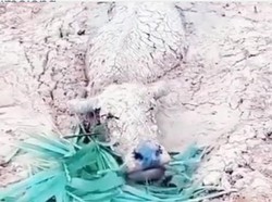 Saat Hewan-hewan Ternak jadi Korban Erupsi Semeru Juga Diperlakukan Baik