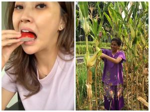 Seru Banget! Ini 7 Momen Sarwendah Panen Hasil Kebun Sendiri