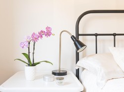 Rahasia Tidur Nyenyak: 5 Tanaman Hias yang Wajib Ada di Kamar Rahasia Tidur Nyenyak: 5 Tanaman Hias yang Wajib Ada di Kamar