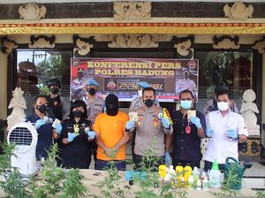 Tanam 19 Pohon Ganja di Toilet Rumah, WN Spanyol di Bali Ditangkap
