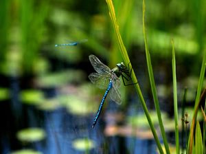 Metamorfosis Tidak Sempurna: Contoh Hewan dan Ciri-ciri