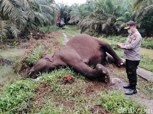 Gajah Liar Mati Tersengat Listrik di Kebun Sawit