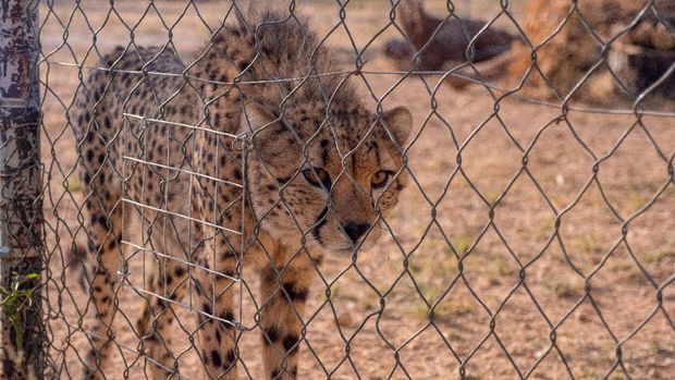 A cheetah walks inside their enclosure at the Cheetah Conservation Fund (CCF); safe house to cheetahs rescued from nomads and smugglers within Hargeisa, in northern Somalia's semi-autonomous Somaliland region, November 12, 2021. Picture taken November 12, 2021. REUTERS/Musawi Abdallah Musawi  NO RESALES. NO ARCHIVES