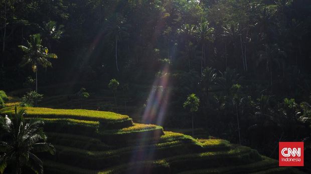 Pesona teras sawah Tegallalang yang menjadi daya tarik favorit wisatawan lokal maupun mancanegara saat melancong ke Ubud, Bali. CNN Indonesia/Safir Makki