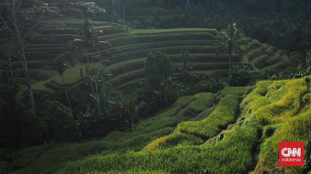Pesona teras sawah Tegallalang yang menjadi daya tarik favorit wisatawan lokal maupun mancanegara saat melancong ke Ubud, Bali. CNN Indonesia/Safir Makki