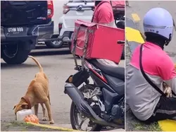 Pengantar Makanan Ini Rela Berbagi Makanan dengan Anjing Kelaparan