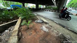 Prihatin! Pot Tanaman Hias di Kawasan Tanjung Priok Kini Tak Terawat
