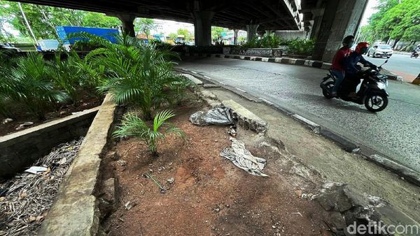 Prihatin! Pot Tanaman Hias di Kawasan Tanjung Priok Kini Tak Terawat