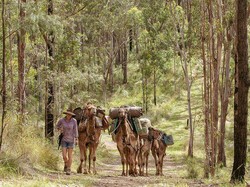 Banyak Ditemukan di Tanah Arab, Kenapa Populasi Unta Terbanyak Ada di Australia?