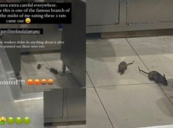 Temukan Tikus di Dapur Restoran, Wanita Ini Malah Ditertawakan Pegawai Restoran