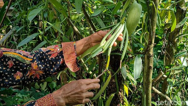 Kampung di Kulon Progo yang Miliki Tambang Emas Hijau