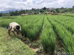 Ternyata Tanaman Bisa Dengar Suara Hujan, Benih Lebih Cepat Tumbuh!