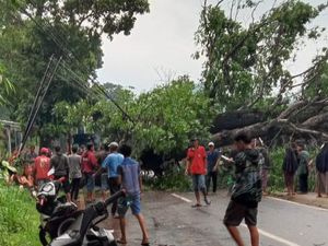 Pohon Raksasa Tumbang Timpa 2 Rumah, Akses Cikalongwetan Arah Rajamandala Tertutup