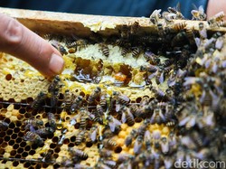 Hampir Serupa, Siswa Tahu Bedanya Lebah dan Tawon?