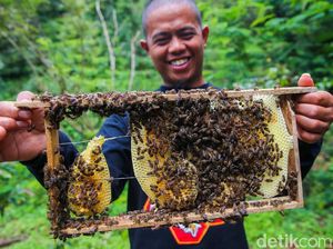 Asyik! Panen Madu di Penangkaran Lebah Simalungun Asyik! Panen Madu di Penangkaran Lebah Simalungun