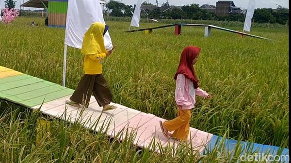 Viral Sawah di Pemalang, Diserbu Warga untuk Foto-foto