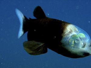 Wujud Menakjubkan Ikan Kepala Tembus Pandang