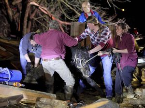 Hewan-hewan Ini Diselamatkan dari Reruntuhan Tornado Kentucky Hewan-hewan Ini Diselamatkan dari Reruntuhan Tornado Kentucky