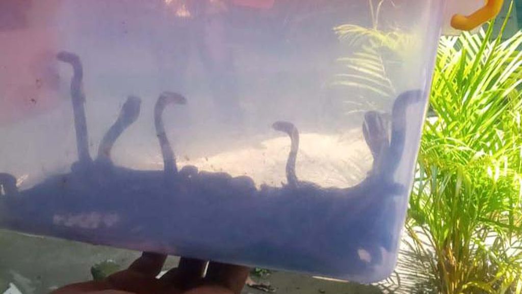 Hii! 42 Ekor Ular Kobra Ditemukan di SMP Klaten