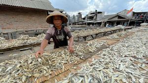 Musim Hujan, Produksi Ikan Asin di Muara Angke Menurun