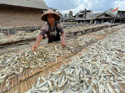 Musim Hujan, Produksi Ikan Asin di Muara Angke Menurun