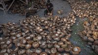 Harga Naik! Petani Kopra Semangat