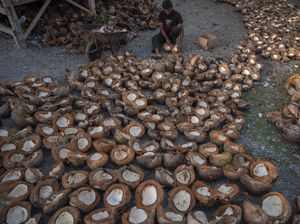 Harga Naik! Petani Kopra Semangat