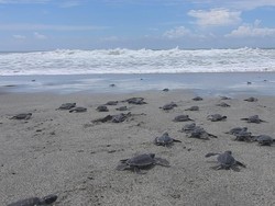 BBKSDA Jabar Melepasliarkan 1.000 Ekor Tukik Penyu Hijau Terancam Punah