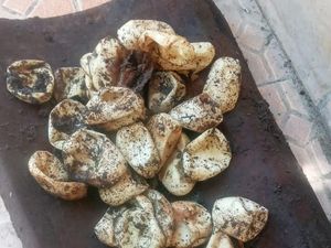 5 Ciri-ciri Telur Ular Kobra dan Apa yang Harus Dilakukan Jika Menemukannya 5 Ciri-ciri Telur Ular Kobra dan Apa yang Harus Dilakukan Jika Menemukannya