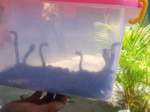 Ular Kobra yang Ditemukan di SMP Klaten Bertambah Jadi 42 Ekor!