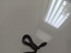 Warga Cianjur Resah Diteror Ular Hitam Diduga Kobra