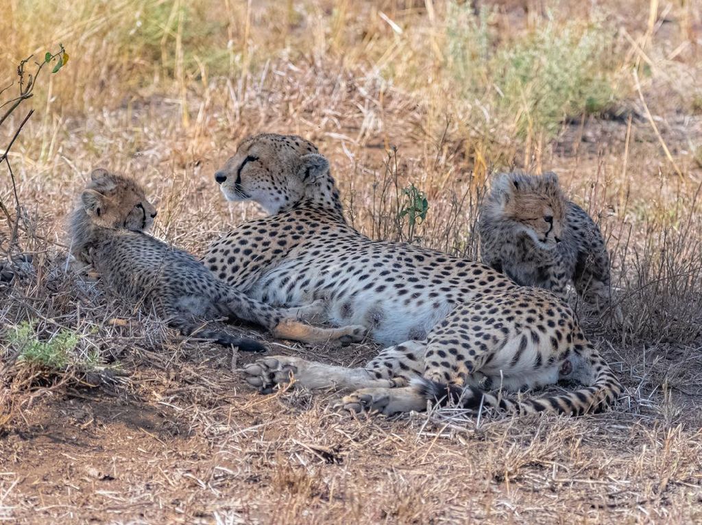 Duh! Bayi Cheetah Diperjualbelikan di Pasar Gelap, Incaran Orang Berduit Duh! Bayi Cheetah Diperjualbelikan di Pasar Gelap, Incaran Orang Berduit