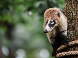 Lucu! Ternyata Mamalia Hutan Saling Menguping, Ngomongin Apa Ya?